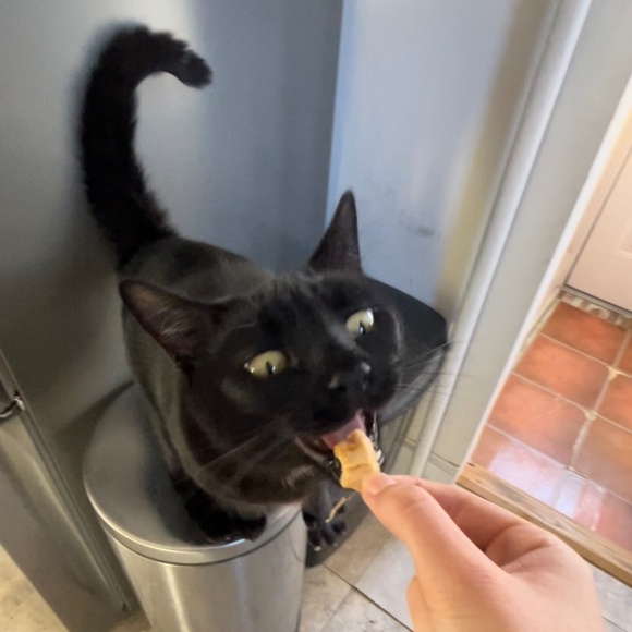 cats! - Picture 12 of 16